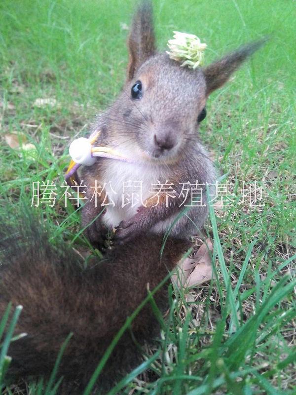 寵物*哪里有賣*的*養(yǎng)殖場出售* 寵物**養(yǎng)殖場
