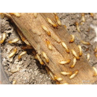 番禺滅白蟻 南村鎮(zhèn)滅白蟻 石樓鎮(zhèn)滅白蟻 沙灣鎮(zhèn)滅白蟻 化龍鎮(zhèn)滅白蟻 石基鎮(zhèn)滅白蟻 番禺南村滅白蟻 番禺石樓滅白蟻