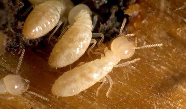 番禺區(qū)滅白蟻哪家好？