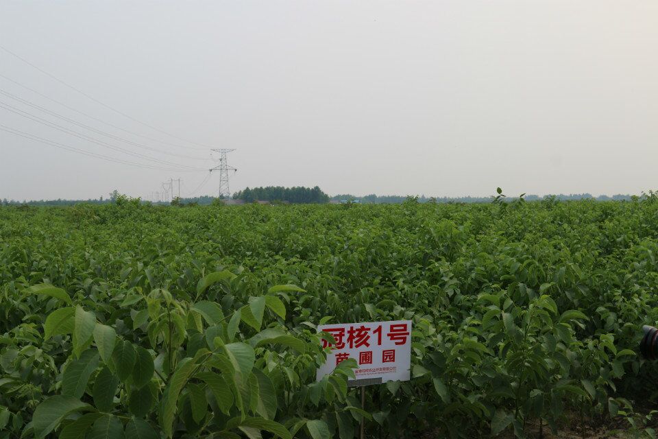核桃苗  早實核桃苗 薄皮核桃苗  冠核一號原種苗 產(chǎn)量高 短枝結(jié)果