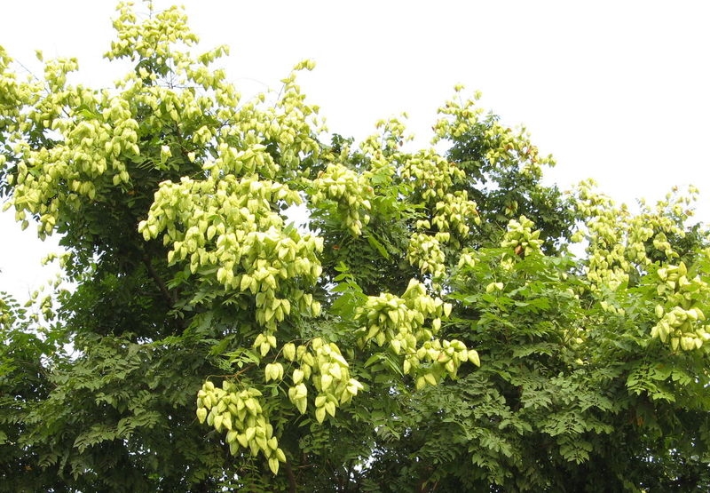 欒樹 哪里有欒樹賣 欒樹價格 重慶優(yōu)質欒樹苗批發(fā) 重慶欒樹價格 重慶欒樹供應 重慶優(yōu)質欒樹苗價格