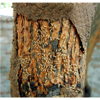 番禺預(yù)防白蟻 南村鎮(zhèn)預(yù)防白蟻 石樓鎮(zhèn)預(yù)防白蟻 沙灣鎮(zhèn)預(yù)防白蟻 石基鎮(zhèn)預(yù)防白蟻 化龍鎮(zhèn)預(yù)防白蟻 鐘村預(yù)防白蟻 市橋預(yù)防白蟻