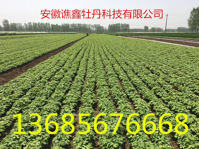 油油牡丹苗 二年牡丹苗 牡丹種子