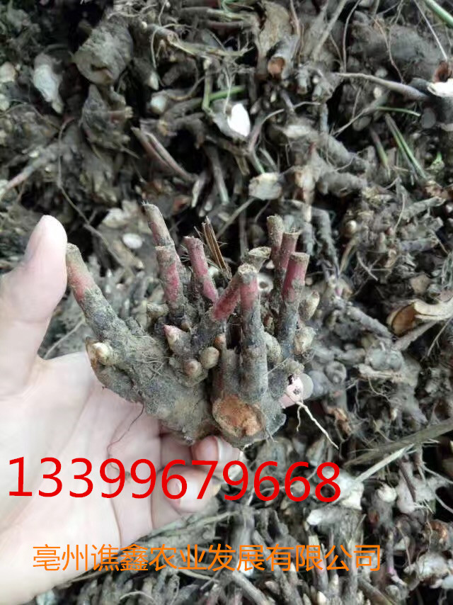 白芍苗@廠家直銷白芍種子@白芍苗白芍種子芍藥批發(fā) 安徽白芍苗白芍種子芍藥