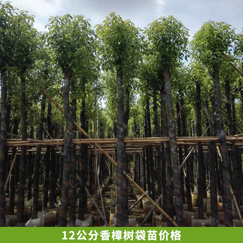 苗圃直銷 香樟樹，截桿樹袋苗， 12公分香樟樹袋苗價格 供應(yīng)12公分香樟樹袋苗價格 供應(yīng)香樟樹袋苗 供應(yīng)香樟樹袋苗種植基