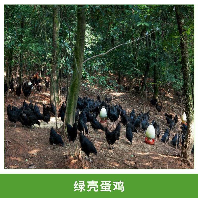 廠家*農(nóng)家散養(yǎng)黑羽綠殼蛋雞 滋補綠殼蛋雞種雞 批發(fā)代理招商
