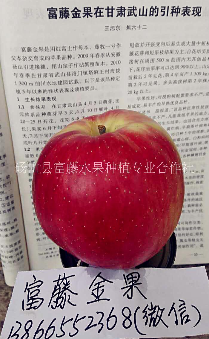 早熟蘋果 早熟蘋果供應(yīng) 早熟蘋果廠家 早熟蘋果價(jià)格