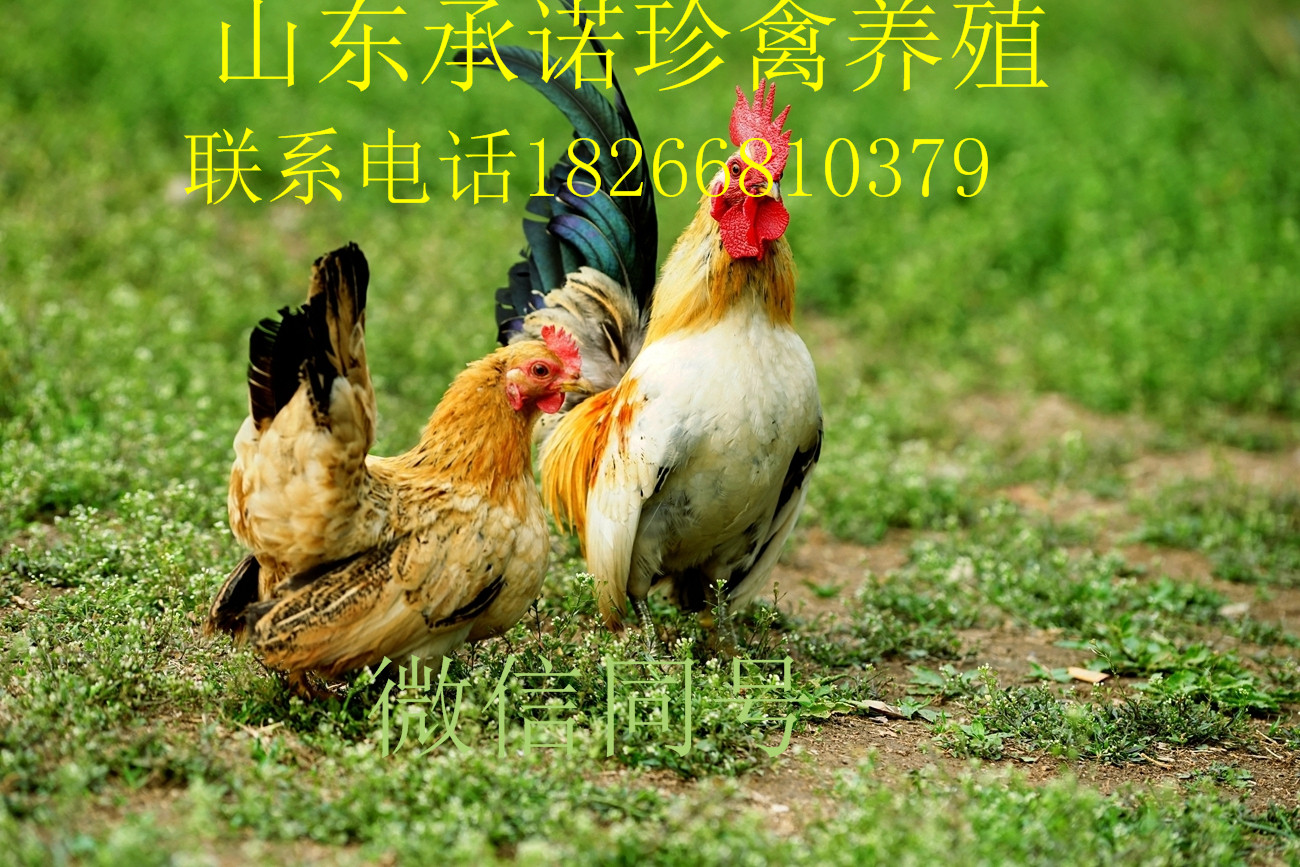 元寶雞的品種 元寶雞的品種與養(yǎng)殖