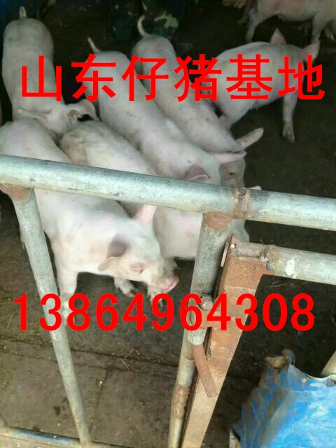 三元仔豬價(jià)格山東三元仔豬批發(fā)