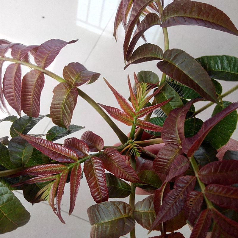 山東香椿苗供應(yīng)   山東優(yōu)質(zhì)香椿苗基地  山東香椿苗