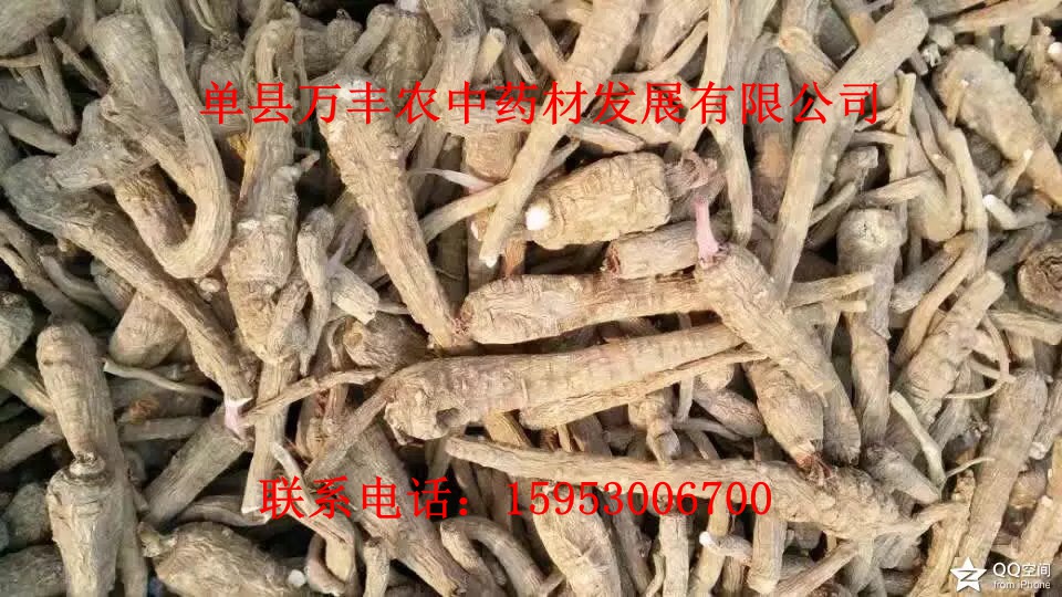 白芷種子 白芷種子 *