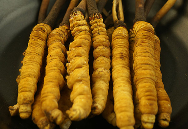 冬蟲夏草批發(fā)|廣東冬蟲夏草|冬蟲