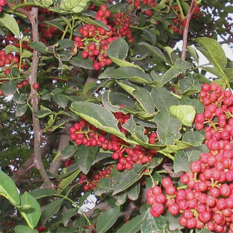 花椒苗批發(fā) 大紅袍花椒苗種植基地 花椒苗哪里有賣 花椒樹苗價(jià)格