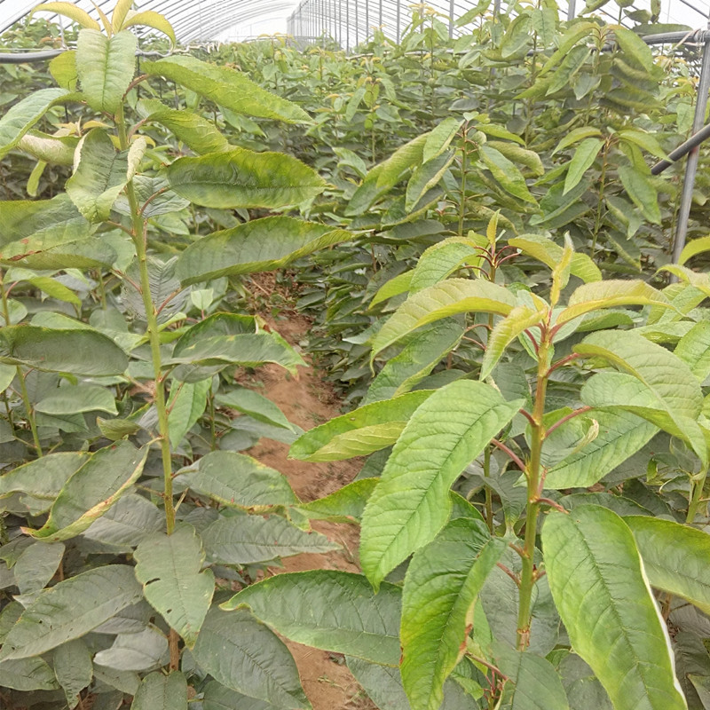 矮化櫻桃苗 吉塞拉櫻桃苗 泰安櫻桃樹苗種植管理技術 1公分2公分3公分5公分櫻桃樹苗出售