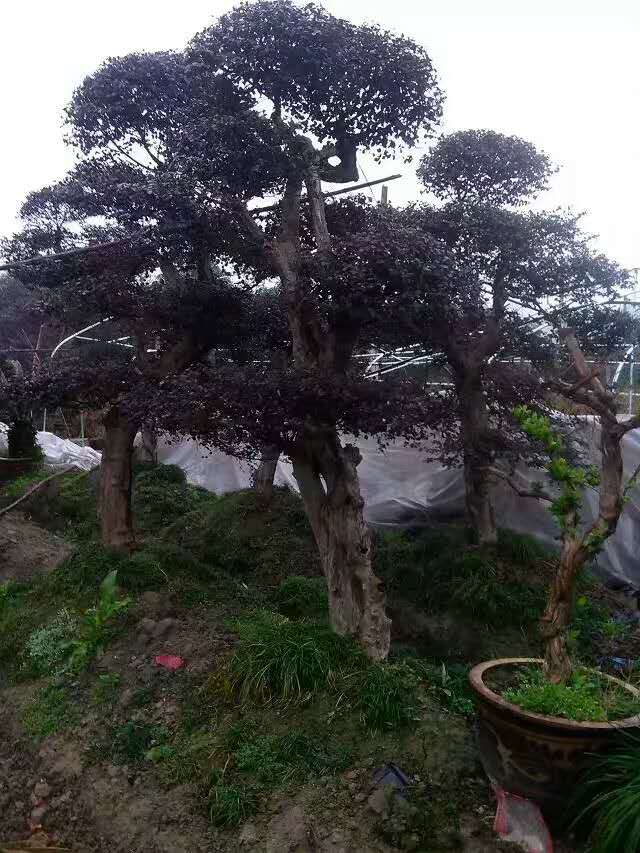 供應(yīng)紅花檵木樹樁、紅花檵木樹樁產(chǎn)地、紅花檵木樹樁價格