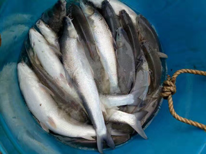 大鱗鲃銀鱈魚(淡*鱈魚）