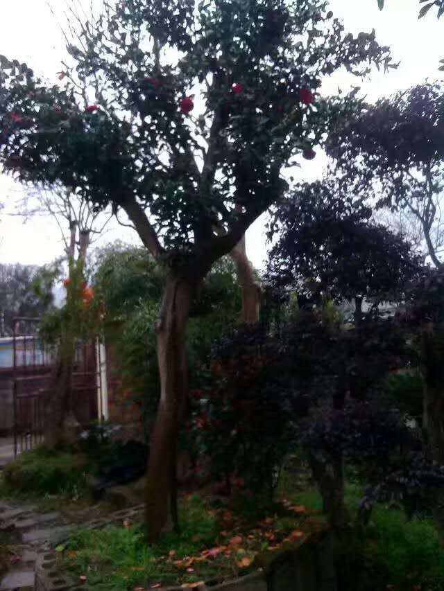 供應茶花樹樁、茶花樹樁產(chǎn)地、茶花樹樁價格