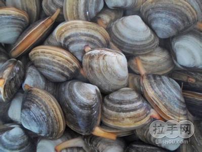 麻刀貝廠家直銷、貝殼哪家好、麻刀貝經(jīng)銷商、貝殼批發(fā)、刀貝生產(chǎn)廠家