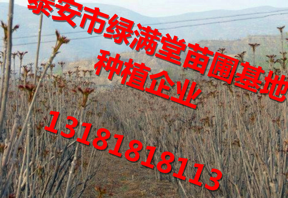 香椿苗香椿苗批發(fā)香椿苗種植基地