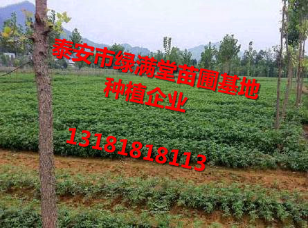 花椒苗批發(fā)花椒苗基地