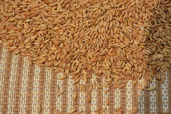 供應(yīng)熟燕麥廠價批發(fā) 3.9元，燕麥供應(yīng)商，現(xiàn)磨五谷豆?jié){燕麥批發(fā)