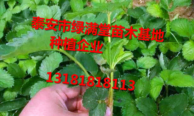 草莓苗-草莓苗介紹-草莓苗種植企業(yè)