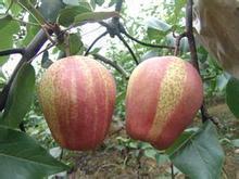 河北嫁接梨樹  梨樹苗哪家好  梨樹苗供應(yīng)商