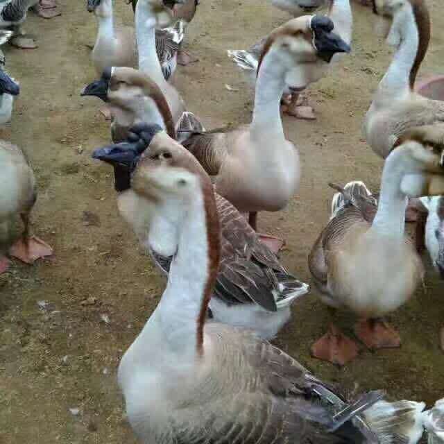 家禽 雞 鴨