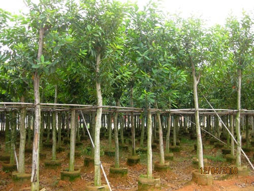 廣東普寧水翁、供應水翁、水翁價格