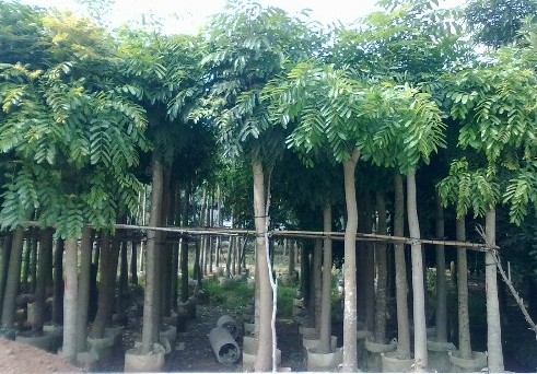 廣東盆架子價(jià)格、盆架子基地、盆架子供應(yīng)商