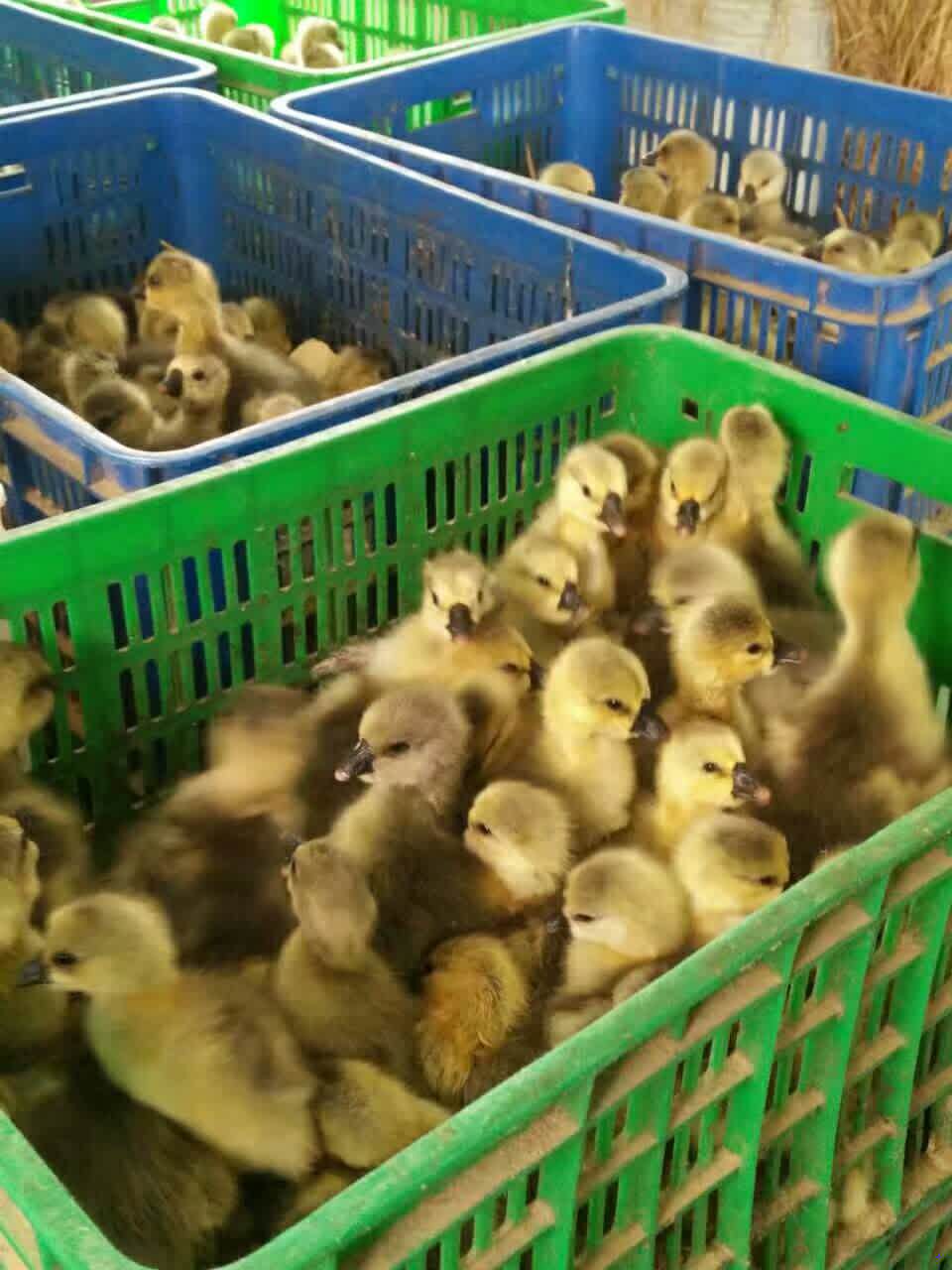 家禽 雞  雞鴨鵝   家禽 養(yǎng)殖廠
