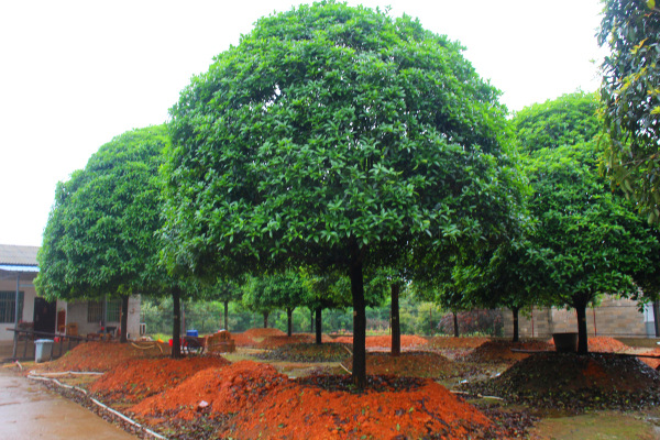 江蘇*桂花 *桂花供應(yīng)商 *桂花價格