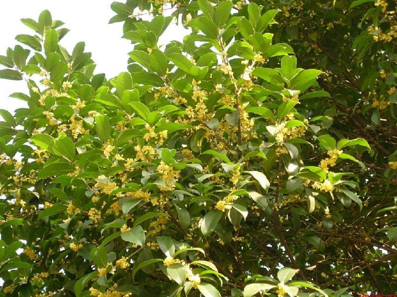 浙江*桂花 *桂花供應(yīng)商 *桂花價(jià)格
