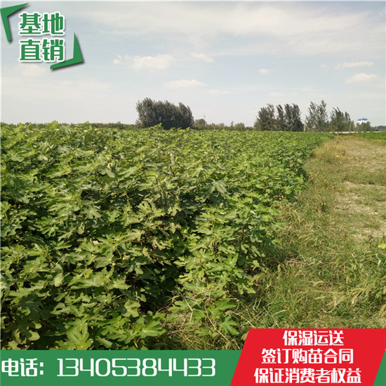 波姬紅無(wú)花果樹(shù)苗基地價(jià)格  金傲芬無(wú)花果樹(shù)苗批發(fā)哪里便宜