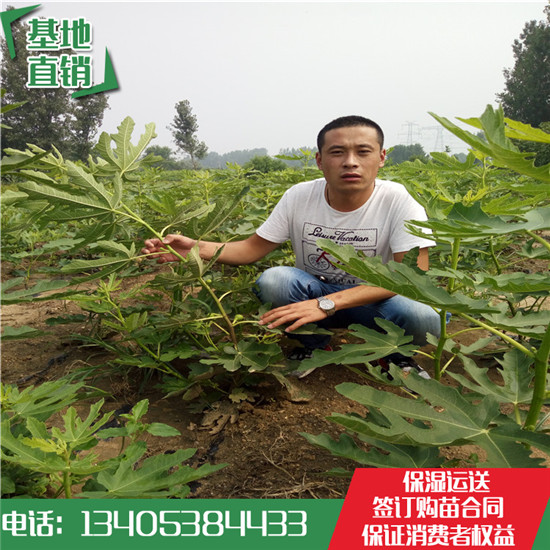 青皮無花果樹苗基地批發(fā)價格 波姬紅無花果樹苗哪有賣多少錢
