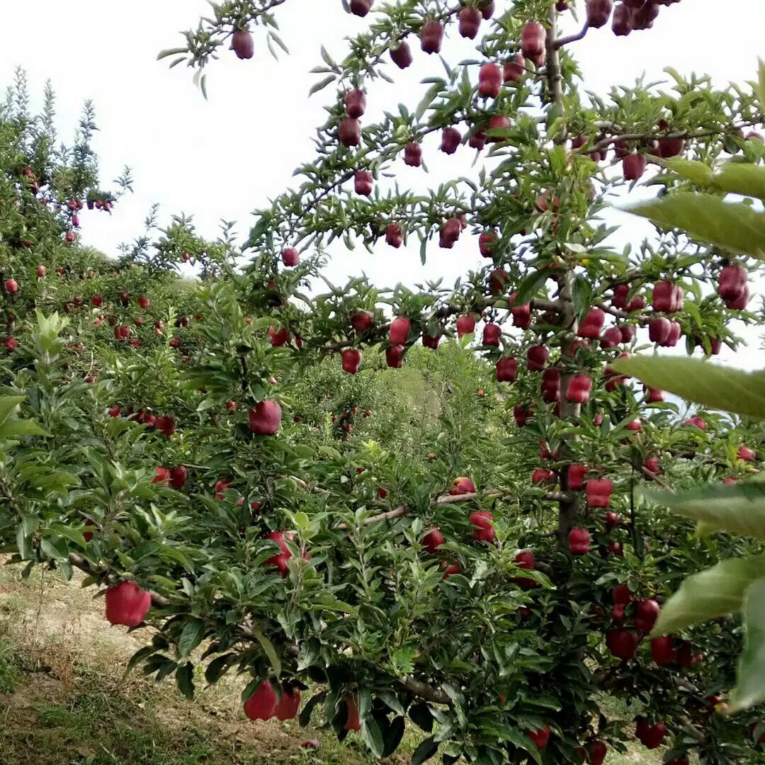 花牛蘋果苗什么時間可以種 花牛蘋果樹苗品種