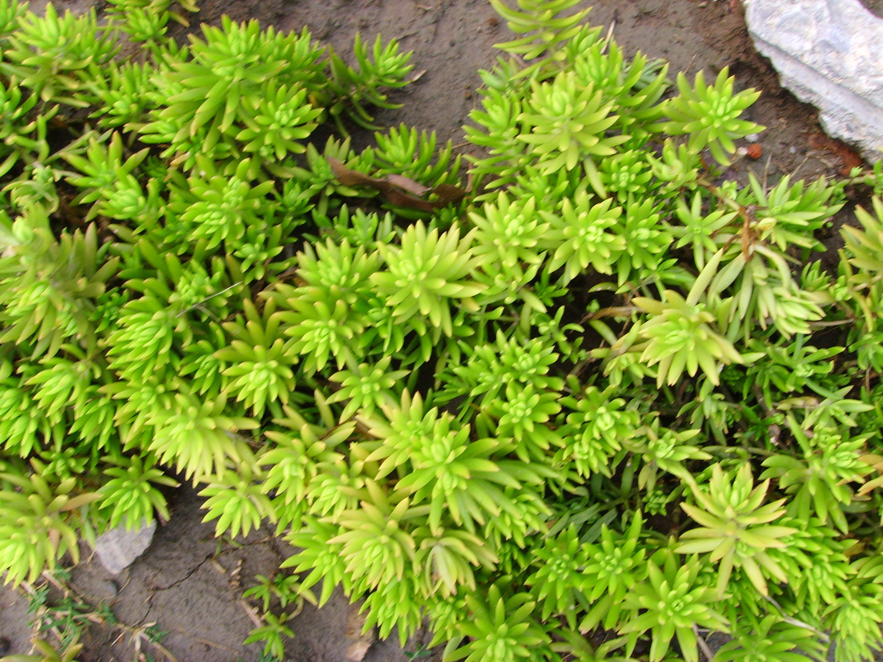 佛甲草/佛甲草基地批發(fā)/佛甲草價格/優(yōu)質佛甲草