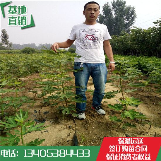 青皮無花果樹苗基地批發(fā)價格 波姬紅無花果樹苗哪有賣多少錢