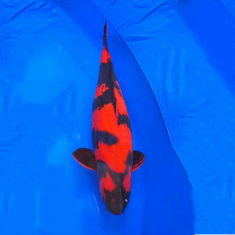 *純種*錦鯉秋翠錦鯉魚漁場直 *純種*秋翠錦鯉魚漁場直銷