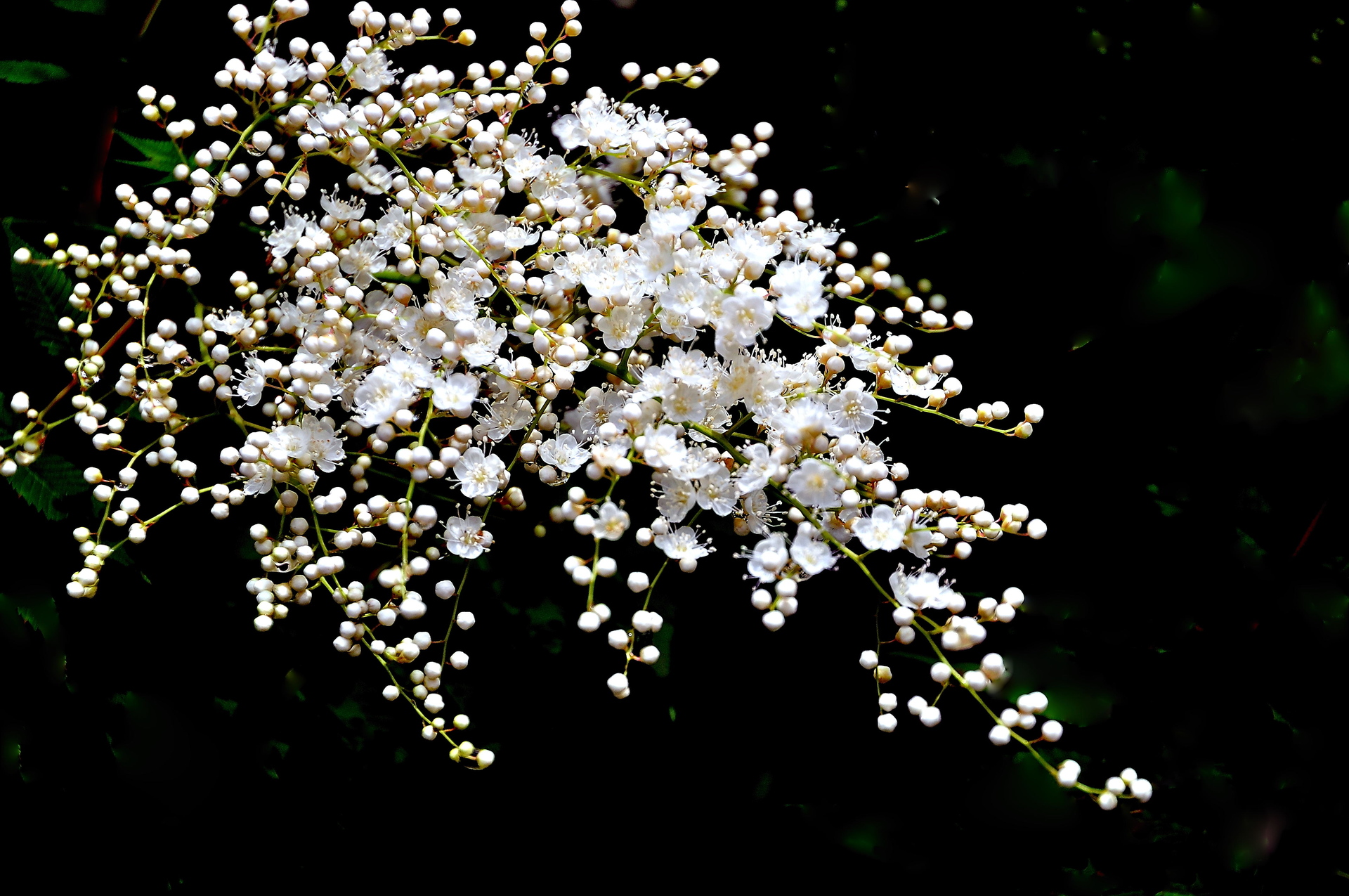 高產(chǎn)珍珠梅、珍珠梅批發(fā)價格、山西珍珠梅基地