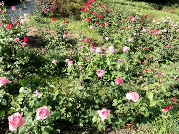 山西月季苗木、山西月季出售、山東月季批發(fā)