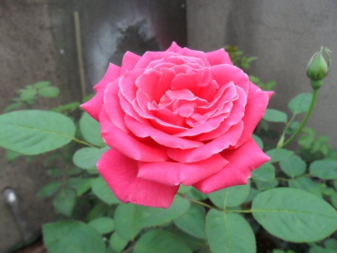 山西月季苗木、山西月季出售、山東月季批發(fā)