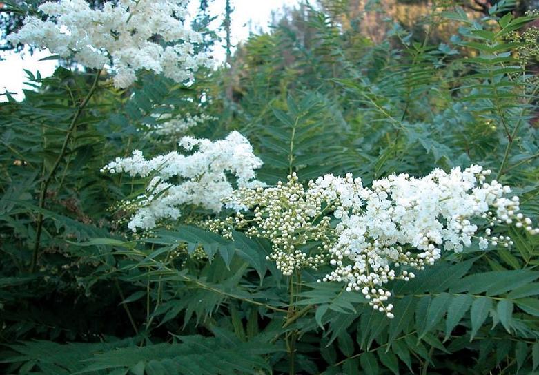 高產(chǎn)珍珠梅、珍珠梅批發(fā)價格、山西珍珠梅基地