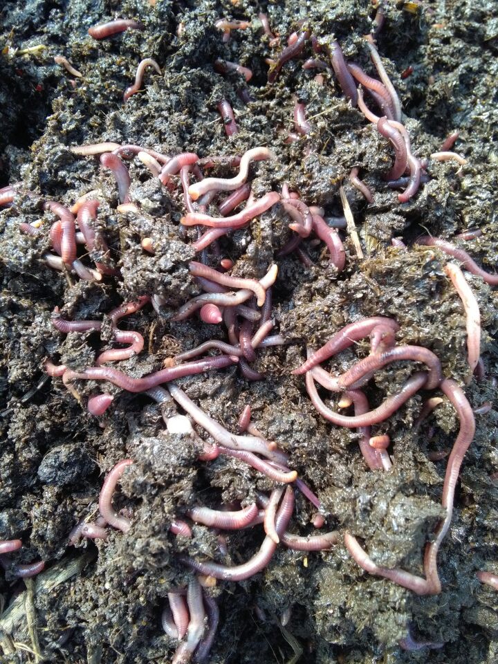 蚯蚓批發(fā)基地江華蚯蚓、江華蚯蚓批發(fā)、蚯蚓價格 江華蚯蚓批發(fā)基地