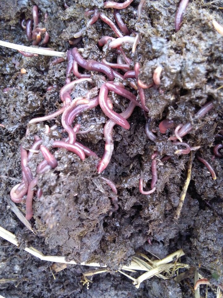 雙牌蚯蚓生產(chǎn)基地雙牌蚯蚓批發(fā)基地雙牌蚯蚓批發(fā)基地