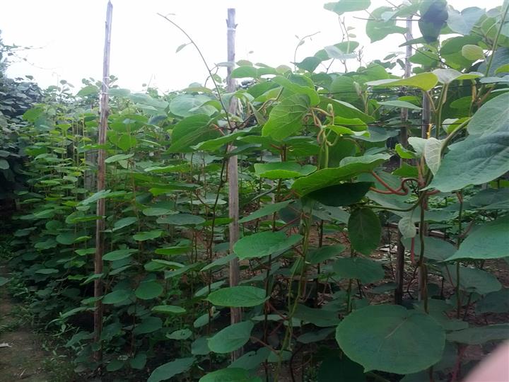 批發(fā)獼猴桃苗   熱銷嫁接獼胡桃苗 批發(fā)獼猴桃苗