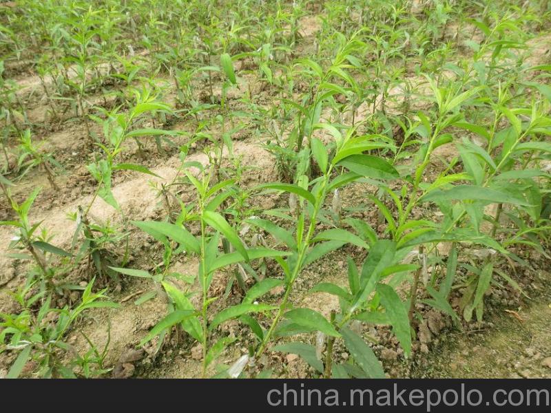 批發(fā)早熟桃樹樹苗 黃桃樹苗 五月紅桃樹苗 當(dāng)年結(jié)果 桃樹新品種