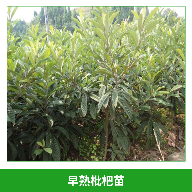 早熟枇杷苗 高糖度特早熟枇杷苗 白枇杷苗 大紅袍枇杷苗 枇杷樹果樹苗 歡迎來電咨詢
