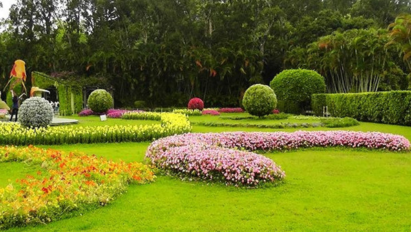 風(fēng)景園林 觀賞園藝  草皮鋪植  工廠鋪草 草坪種植 草坪養(yǎng)護(hù) 園林草坪 種草皮 草皮養(yǎng)護(hù)管理