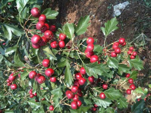 果樹苗木 山楂樹苗 當(dāng)年結(jié)果 嫁接 南方北方種植 包成活可批發(fā) 山楂苗